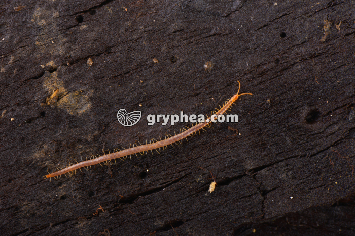 Géophile (mille-pattes) - gryphea.com